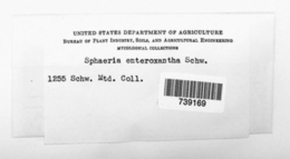 Sphaeria enteroxantha image